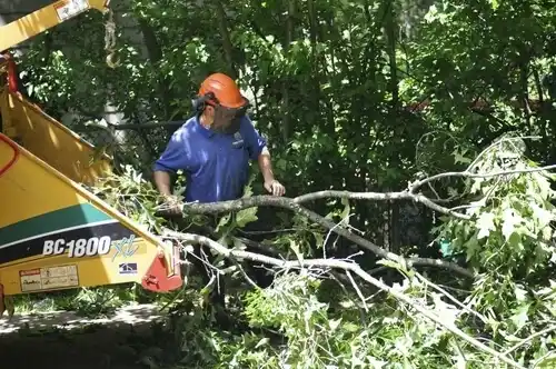 tree services Sound Beach